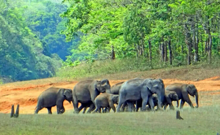 Periyar National Park