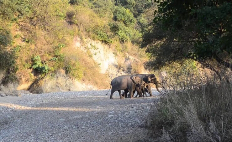 Rajaji National Park Uttarakhand