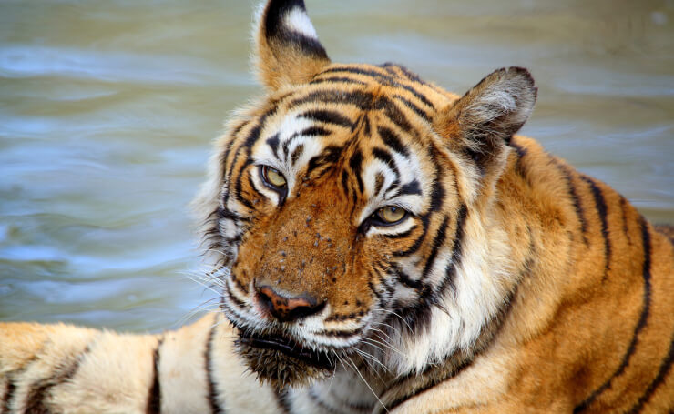 Ranthambore machali the worlds oldest tiger