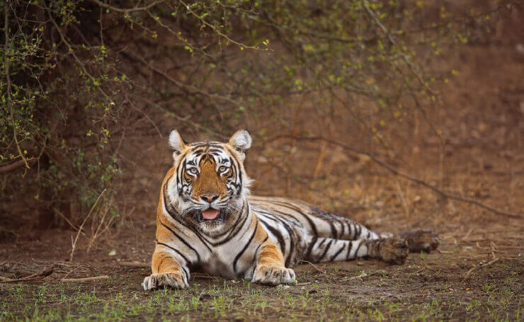 Sariska National Park