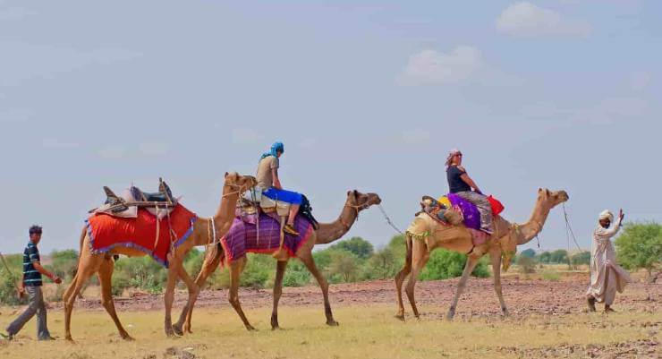 Camel Safari Desert Festival Jaisalmer