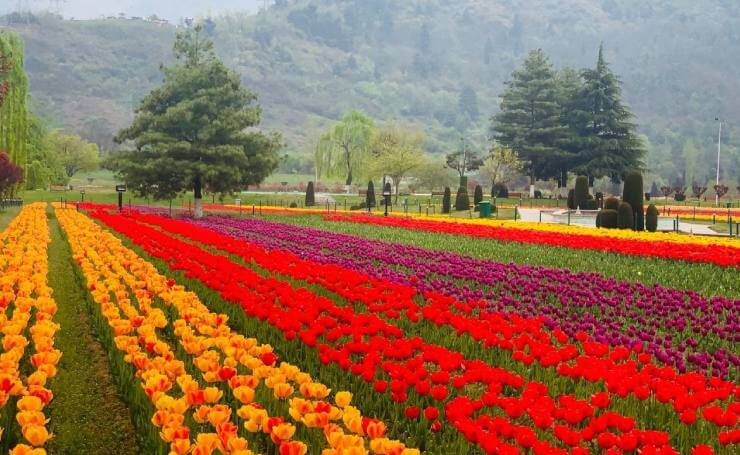 Tulip Garden Srinagar Kashmir