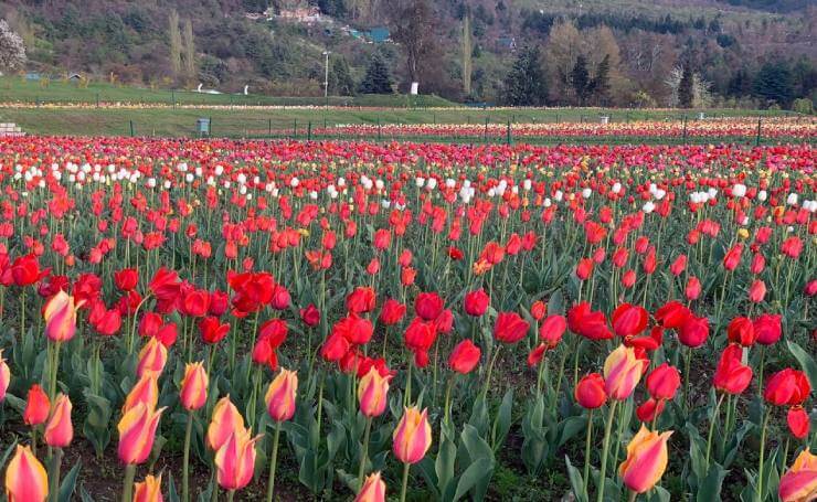 Tulip Kashmir