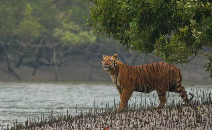 Sundarbans, West Bengal