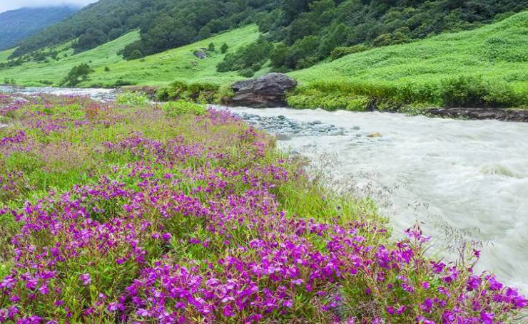 Valley of Flowers