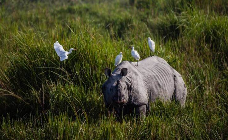 One-Horned Rhino in Kaziranga