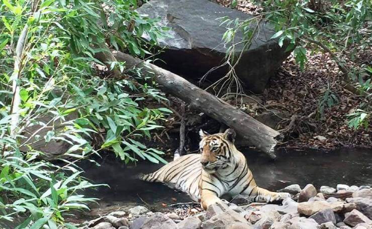 Ranthambore National Park