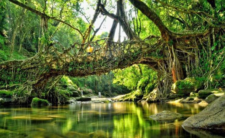 Root Bridge In Mawlynnong, Meghalaya