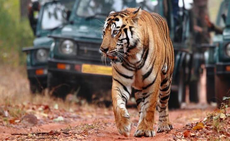 Tiger Spotting in Ranthambore