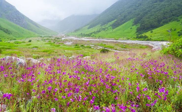 Valley of National Park Trek