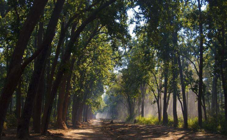 Corbett National Park Forest