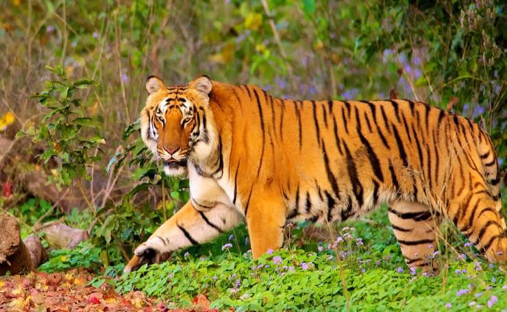 Corbett National Park Royal Bengal Tiger