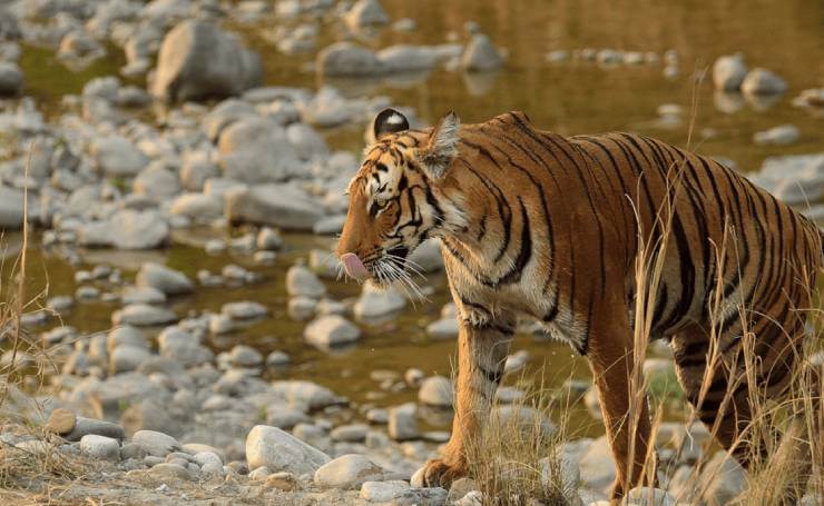 Corbett National Park Tiger