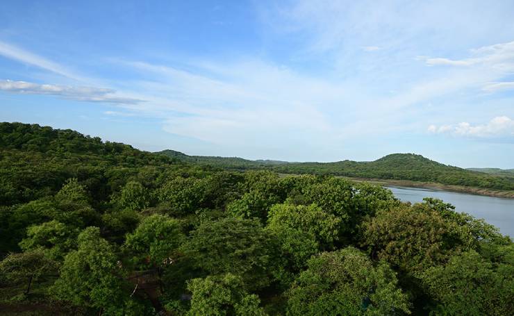 Flora in Gir National Park