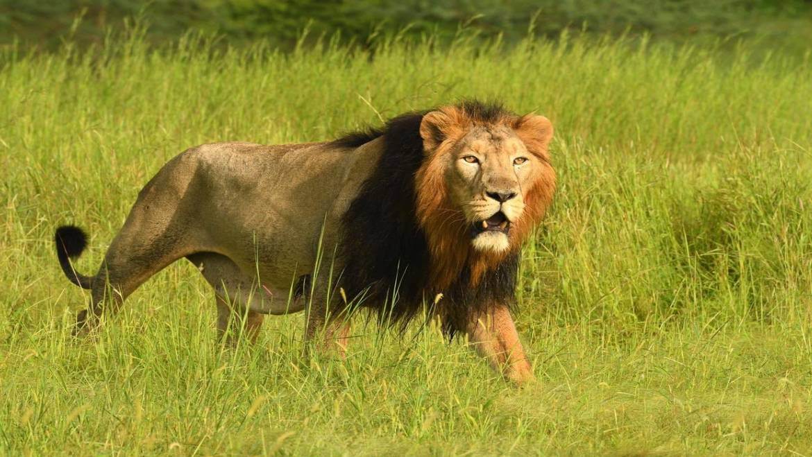 Gir National Park Wildlife Tour & Safari Booking Information | Tour My India
