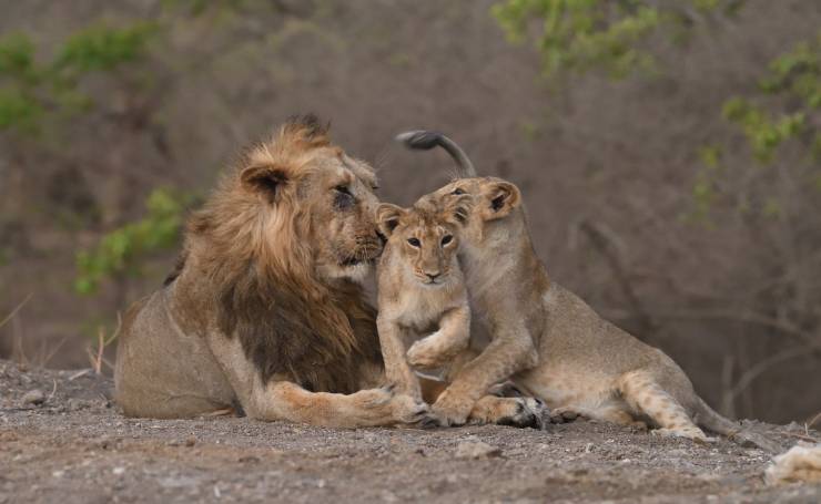 Gir National Park Lion