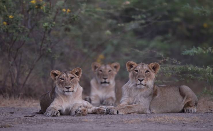 Gir National Park Safari