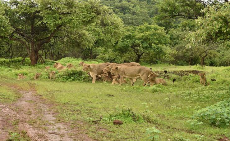 Gir Wildlife Sanctuary