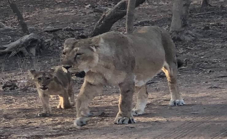 Gujarat Gir National Park & Sanctuary