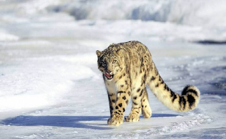 Hemis National Park