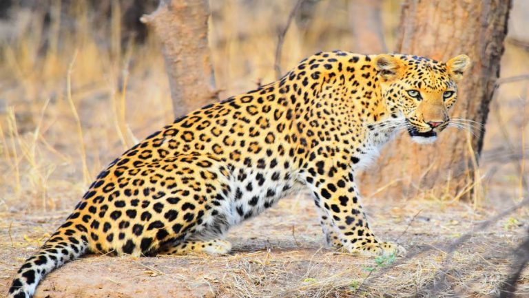 Jhalana Leopard Safari Feature