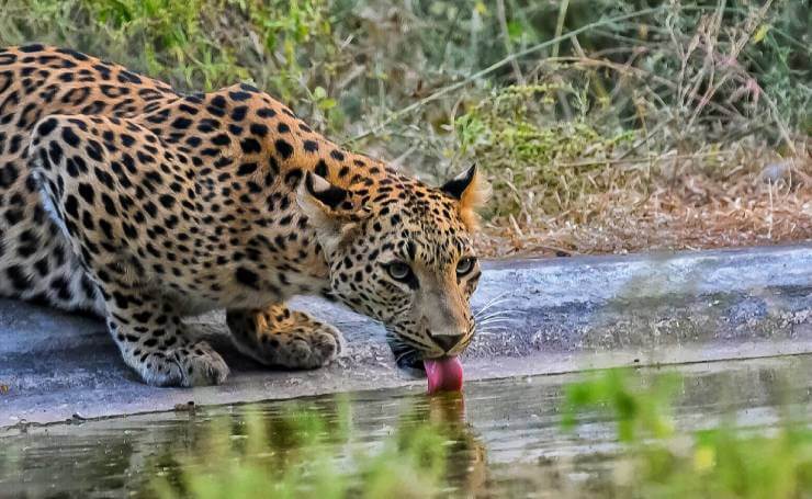 leopard safari in