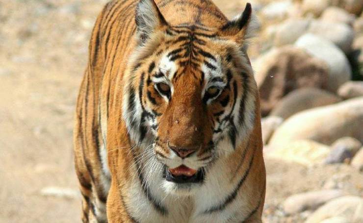 Jim Corbett National Park Tiger