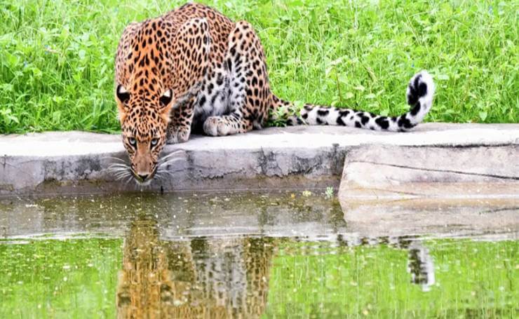 Leopard Safari at Jhalna