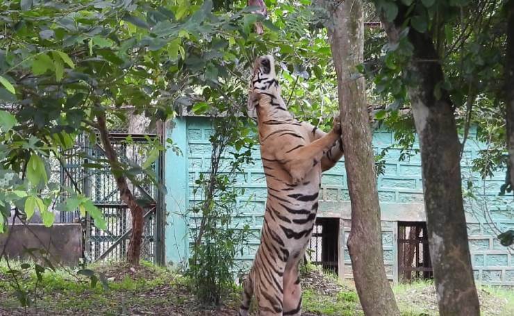 Nandankanan Zoological Park Tiger