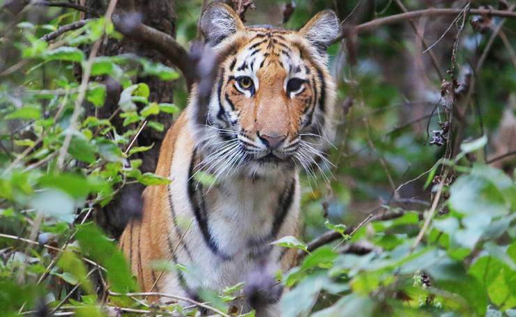 Royal Bengal Tiger Corbett