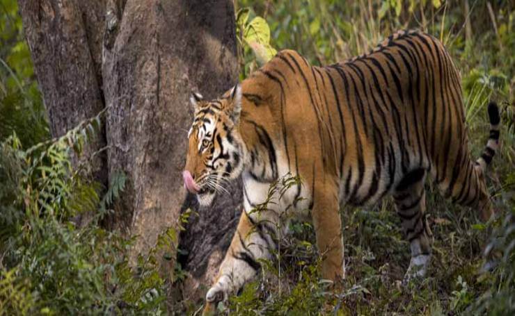 Uttarakhand Corbett National Park