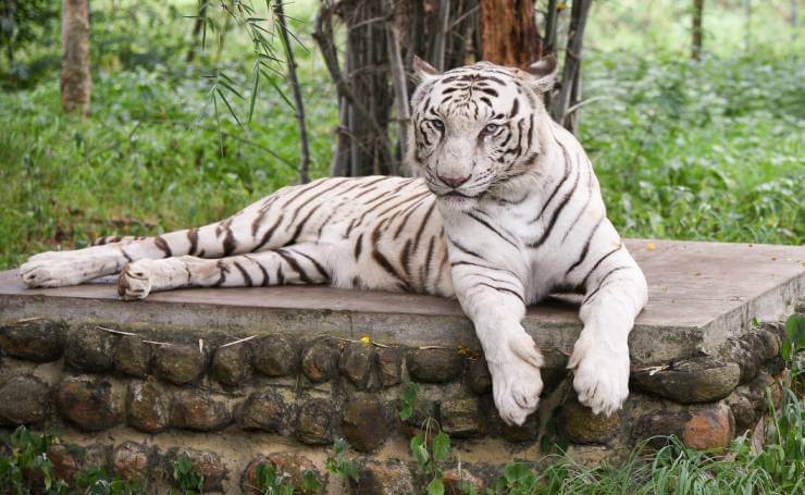 White Tiger Nandankanan Zoological Park
