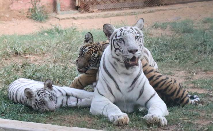 White Tigers at Nandankanan Zoological Park Odisha