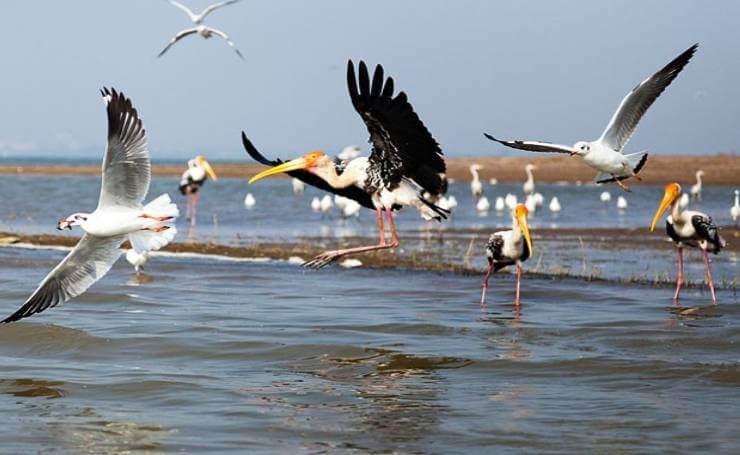 Bird Watching Alleppey