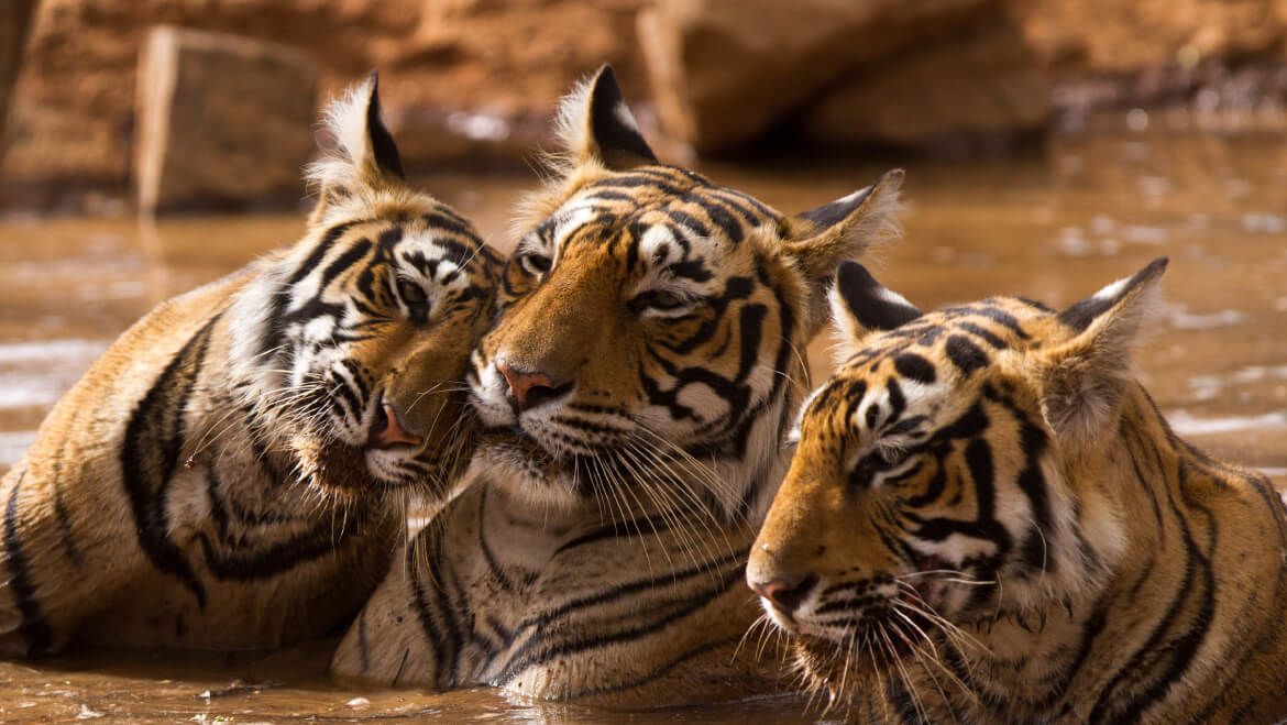 Tiger-Family-ranthambore