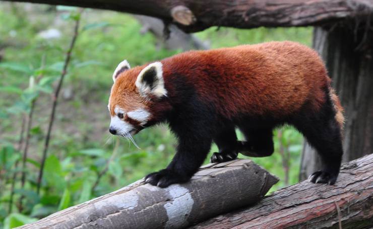 Himalayan Zoological Park Sikkim