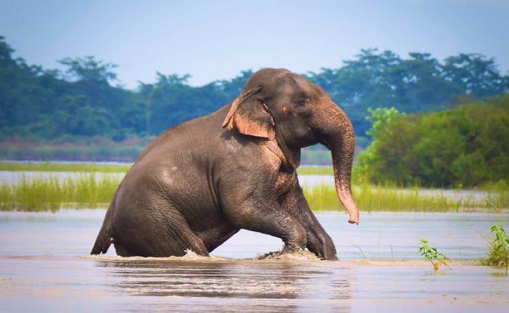 Kaziranga Elephant