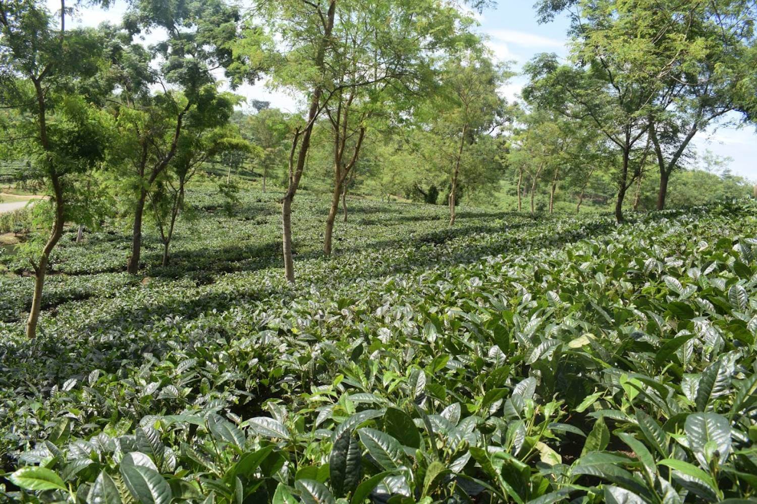 Kaziranga Tea Garden