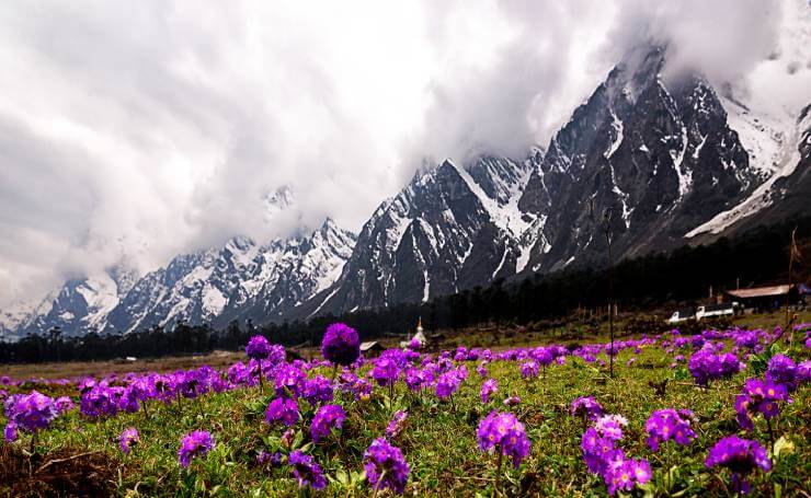 Yumthang Valley Sikkim