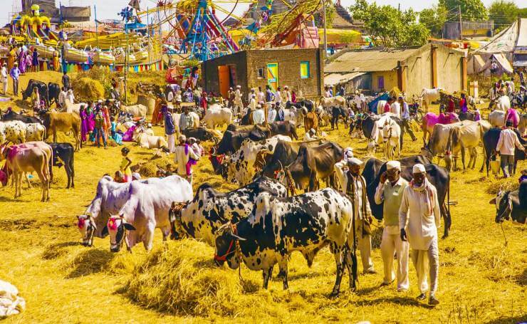 Nagaur Cattle Fair Rajasthan