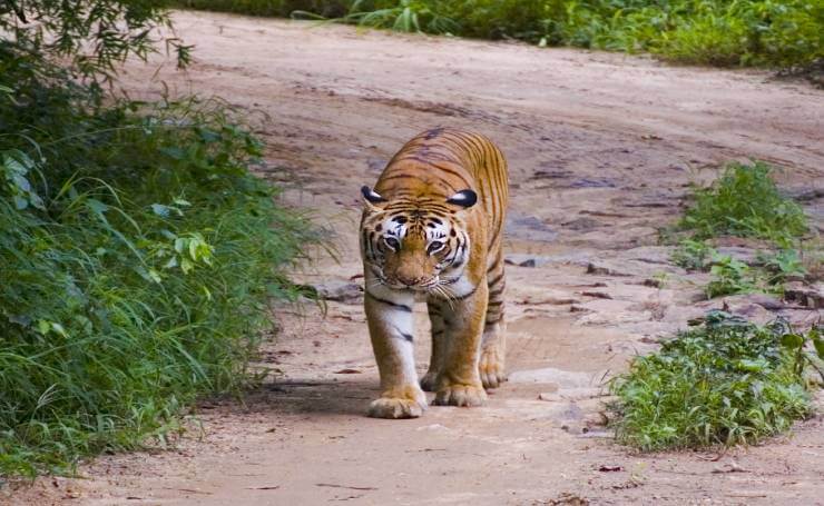 Bannerghatta Biological Park