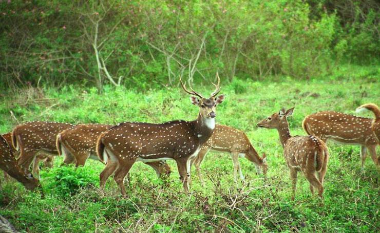 Deer Park Ooty