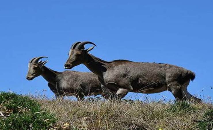 Mukurthi National Park