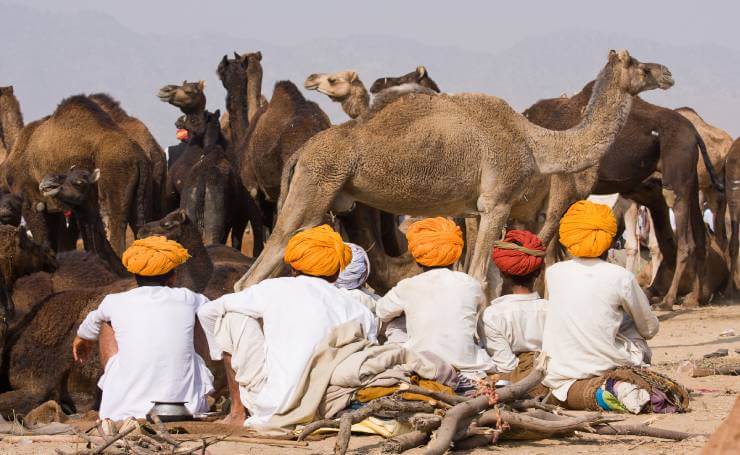 Pushkar Camel Mela