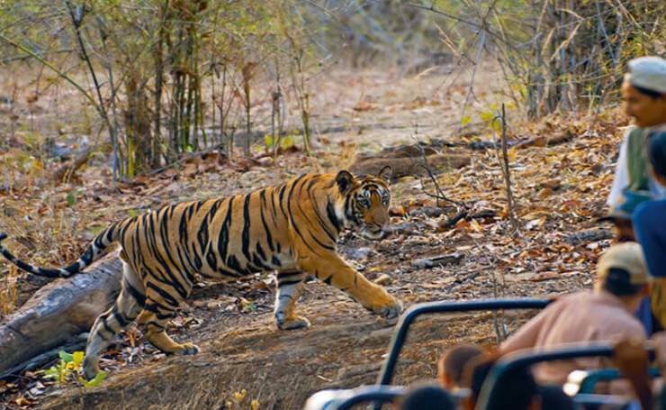 Bandhavgarh- Tiger-Sighting-at-Bandhavgarh-National-Park