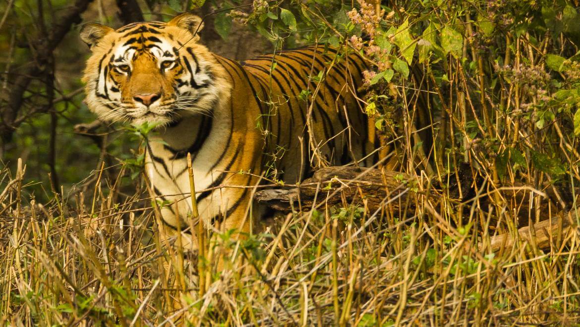 The Best Time to Visit Kanha National Park in Madhya Pradesh