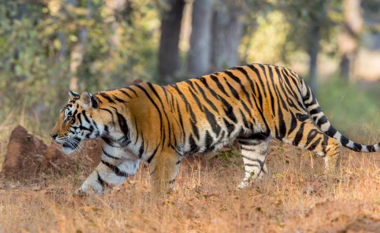 Kanha Tiger Reserve Madhya Pradesh