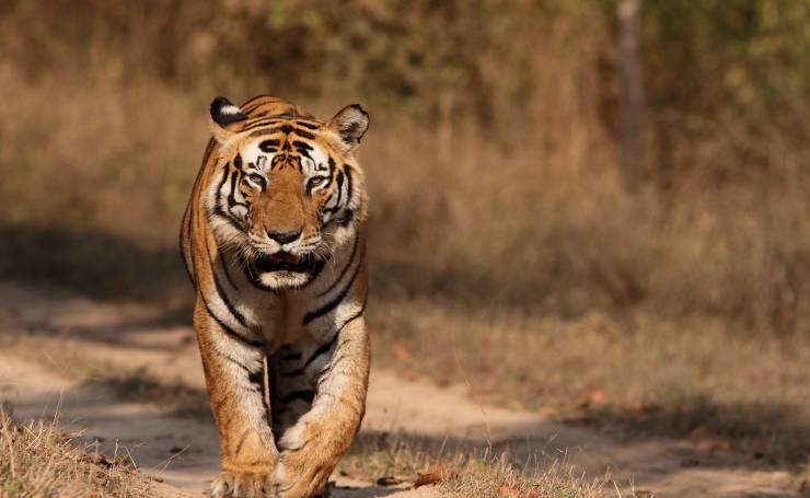 Kanha Tiger Reserve Tiger
