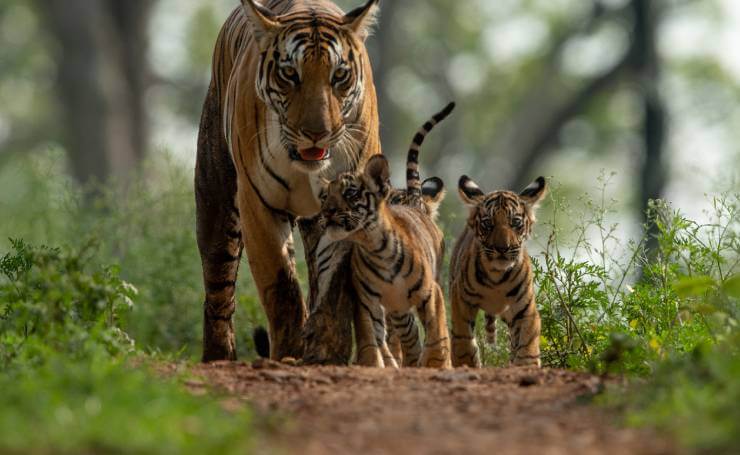 Kanha Tiger with Cub