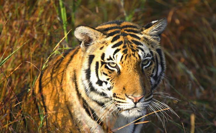 Madhya Pradesh Kanha Tiger